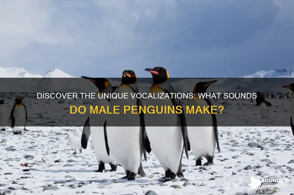 what sounds do penguins male