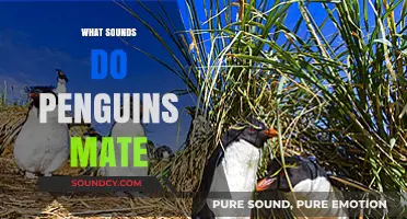 Penguin Mating Calls: Unveiling the Unique Sounds of Their Courtship