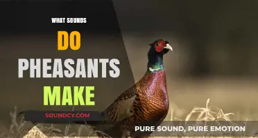 Unveiling the Unique Calls and Sounds of Pheasants in the Wild