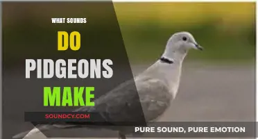 Understanding the Unique Coos and Calls of Pigeons: A Sound Guide