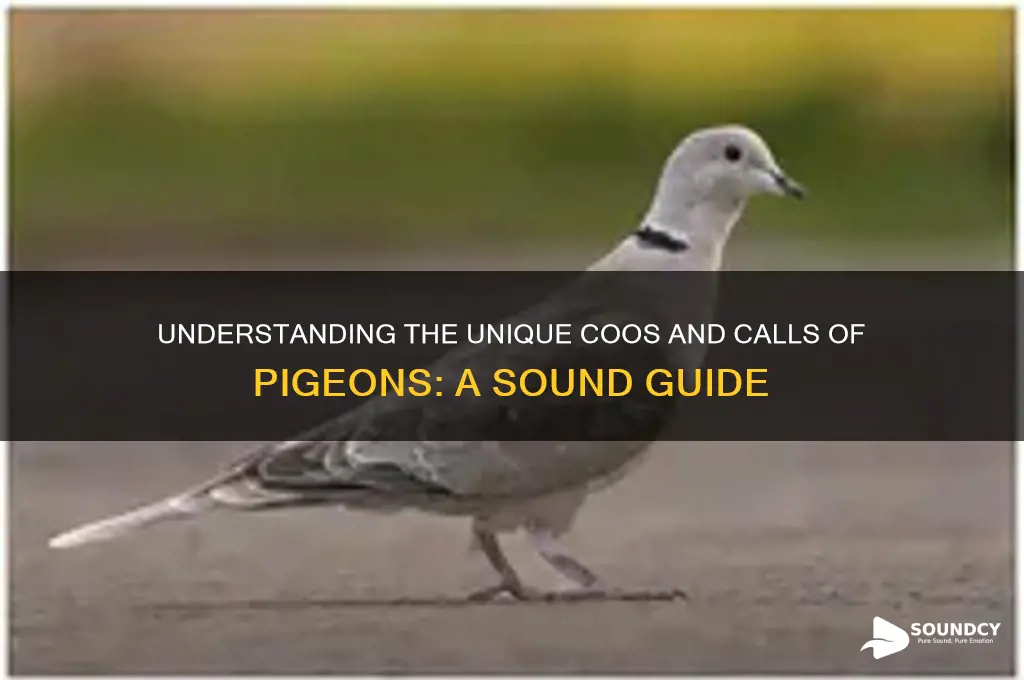 what sounds do pidgeons make