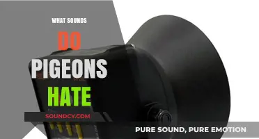 Unwanted Noises: Discovering Sounds That Pigeons Despise and Avoid