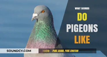 Understanding Pigeon Preferences: Sounds That Attract and Delight These Urban Birds