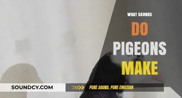 Understanding the Coos, Rumbles, and Whistles: Pigeon Sounds Explained