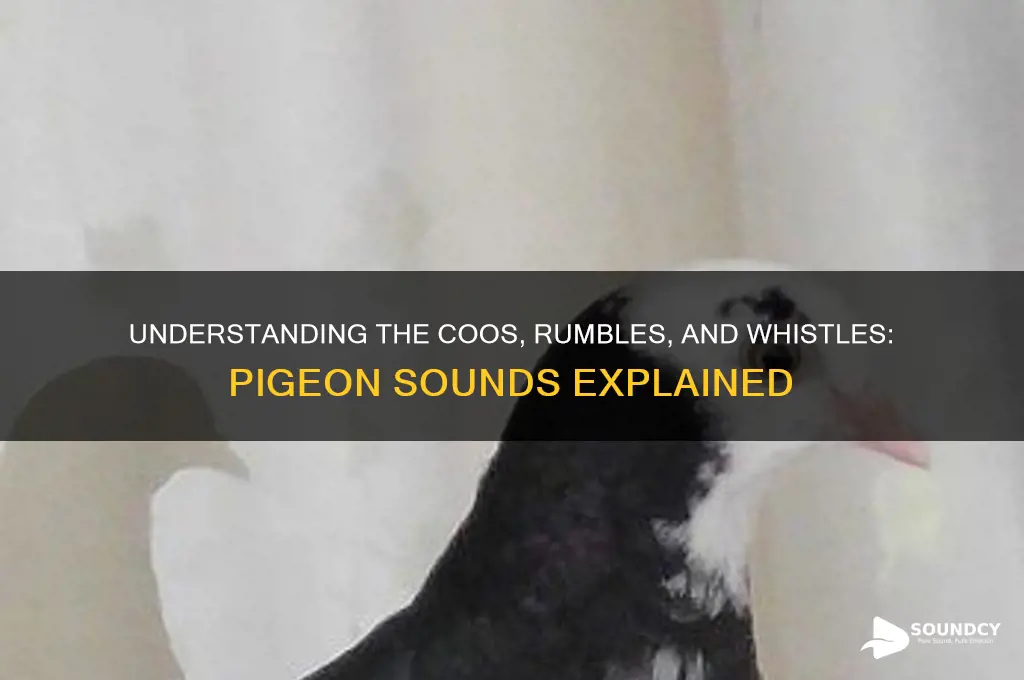 what sounds do pigeons make
