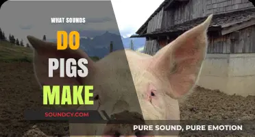 Oinks and Grunts: Decoding the Vocalizations of Pigs
