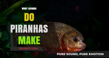 Unveiling the Surprising Sounds Piranhas Make in Their Natural Habitat