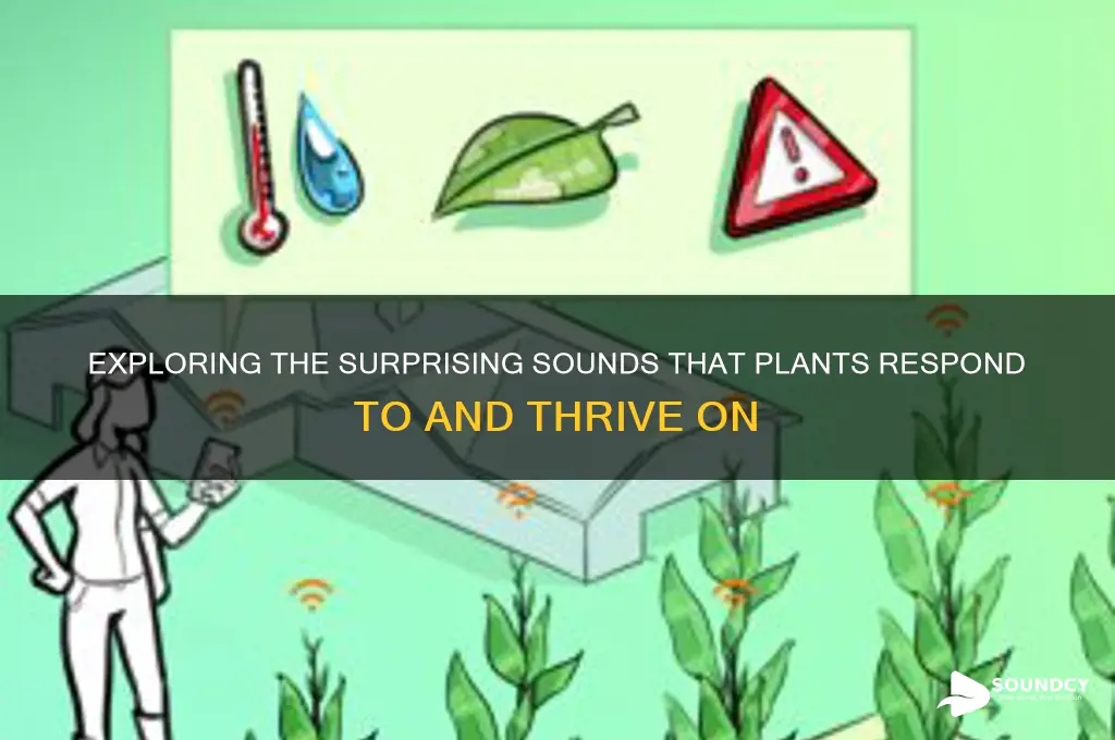 what sounds do plants like