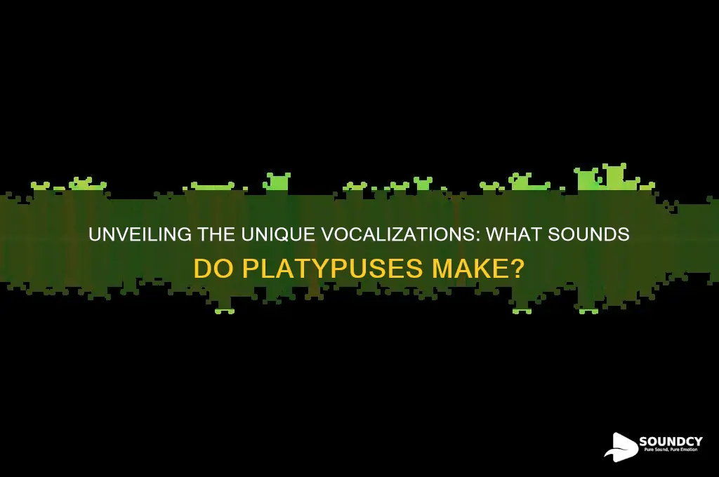 what sounds do platypus make