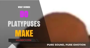 Unveiling the Unique Vocalizations: What Sounds Do Platypuses Make?
