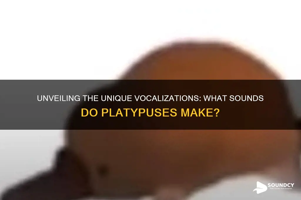 what sounds do platypuses make