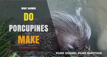 Unveiling the Surprising Sounds Porcupines Make in the Wild