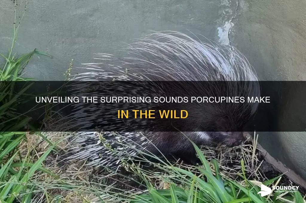 what sounds do porcupines make