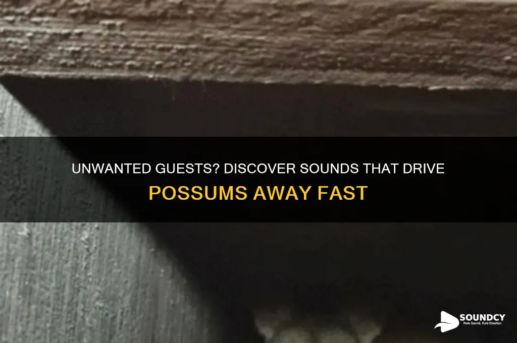 what sounds do possums hate