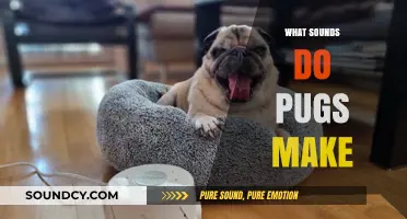 Understanding the Unique Sounds and Noises Pugs Make: A Comprehensive Guide