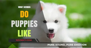 Puppy-Approved Sounds: What Noises Do Puppies Love and Respond To?