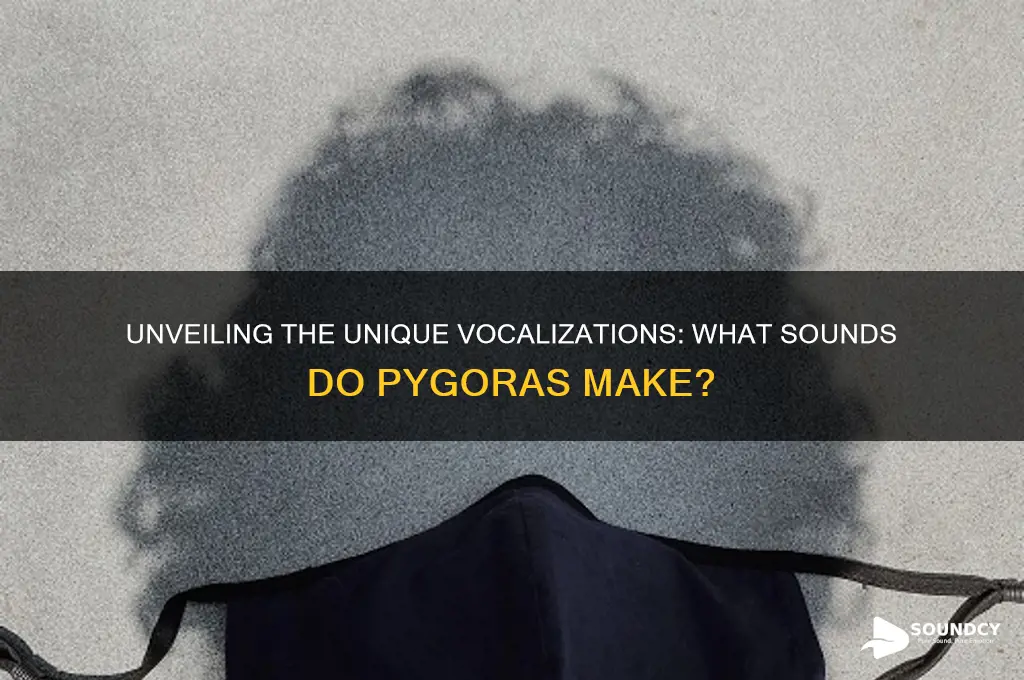 what sounds do pygoras make