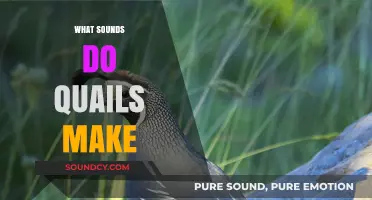 Discover the Unique Sounds Quails Make: A Comprehensive Guide