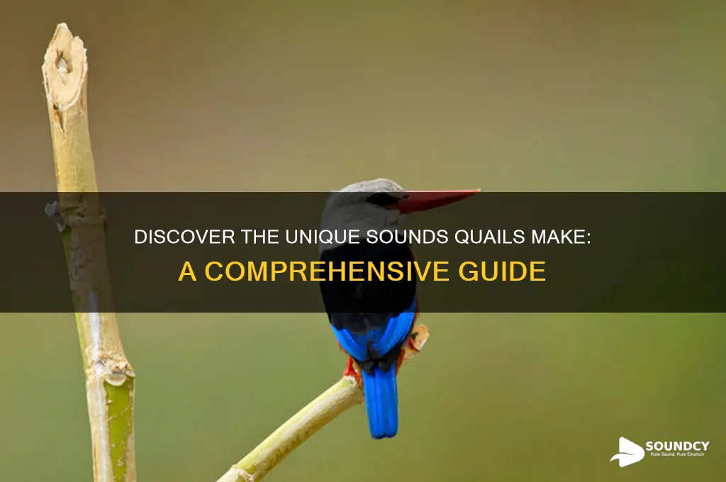 what sounds do quails make