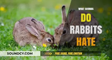 Uncover the Noises That Drive Rabbits Crazy: A Comprehensive Guide