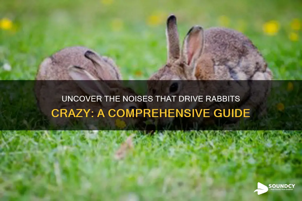 what sounds do rabbits hate