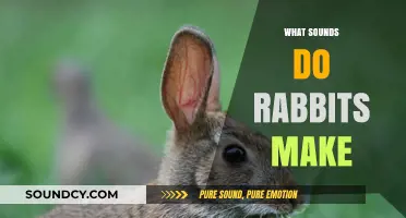 Unveiling the Quiet World: Understanding Rabbit Sounds and Communication