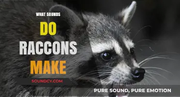 Unveiling the Noises: What Sounds Do Raccoons Make in the Wild?