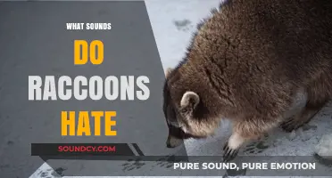 Unwanted Raccoon Visitors? Discover the Sounds They Despise and Avoid
