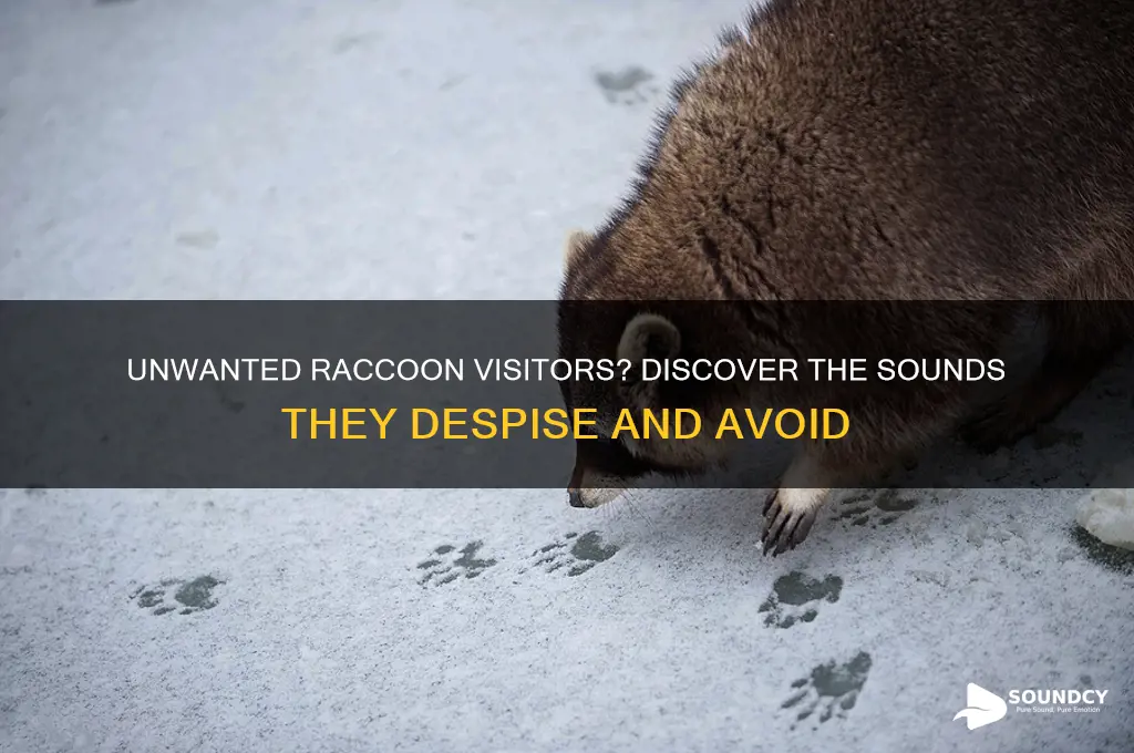 what sounds do raccoons hate