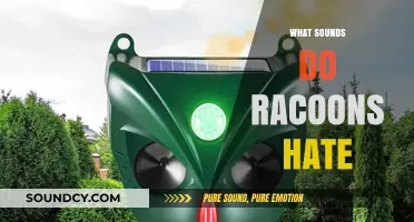 Unwanted Guests? Discover Sounds That Drive Racoons Away Fast