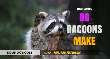 Unveiling the Noises: What Sounds Do Raccoons Make in the Wild?