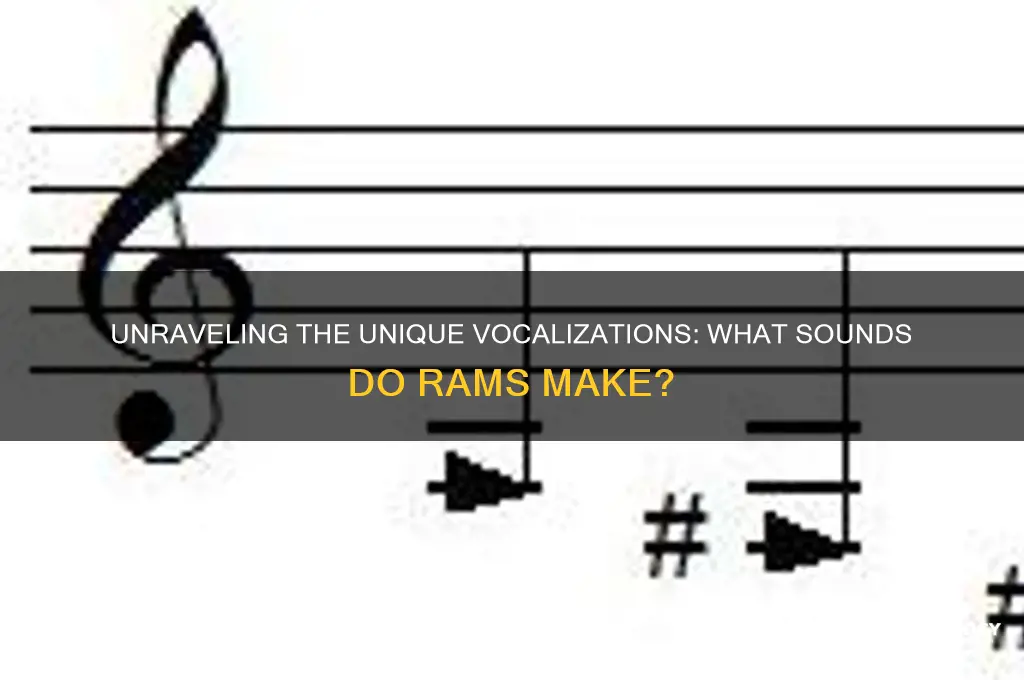 what sounds do rams make