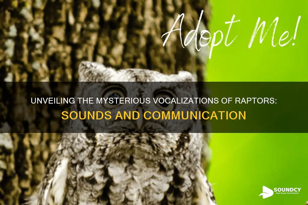 what sounds do raptors mak