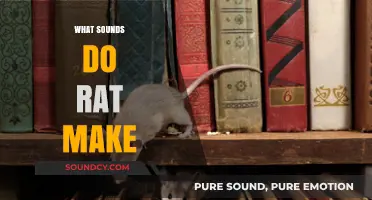 Uncovering the Surprising Sounds Rats Make: Squeaks, Chirps, and More