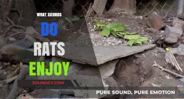 Unveiling the Surprising Sounds That Rats Love to Hear