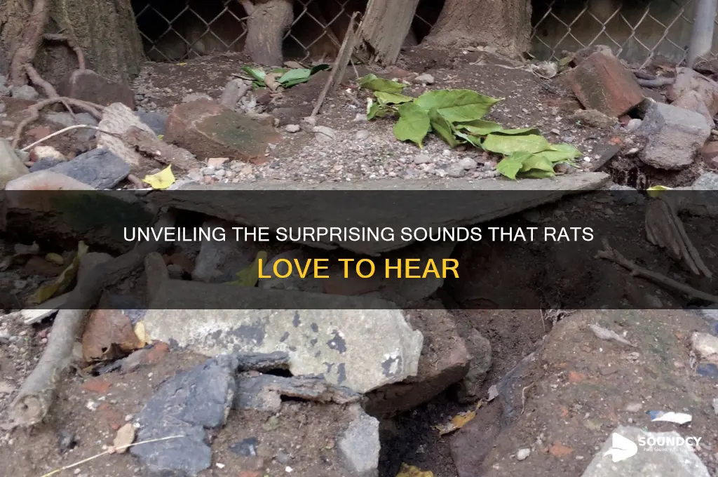 what sounds do rats enjoy