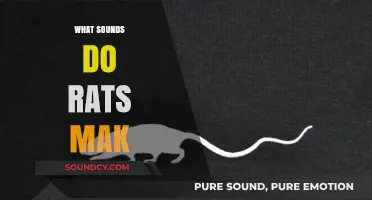 Unveiling the Secret Language: What Sounds Do Rats Make?