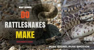 Unveiling the Distinct Sounds of Rattlesnakes: A Comprehensive Guide