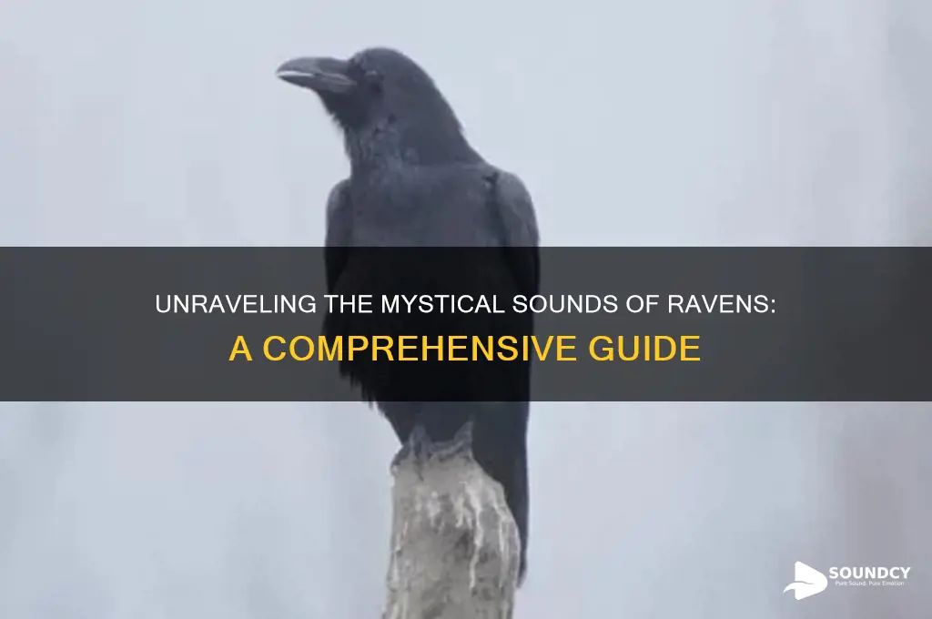what sounds do ravens make