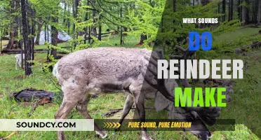 Unveiling the Unique Vocalizations: What Sounds Do Reindeer Actually Make?