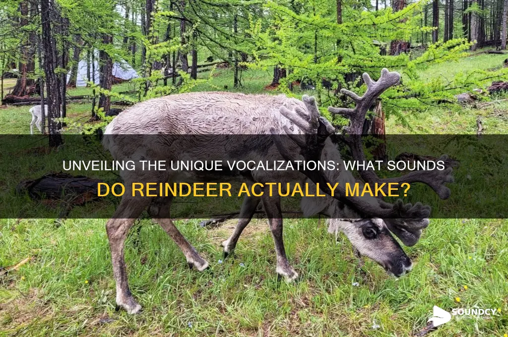 what sounds do reindeer make