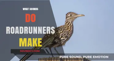 Unveiling the Unique Vocalizations of Roadrunners: Sounds and Communication