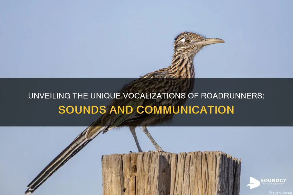 what sounds do roadrunners make