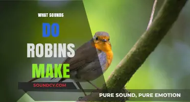 Exploring the Melodies: What Sounds Do Robins Make?
