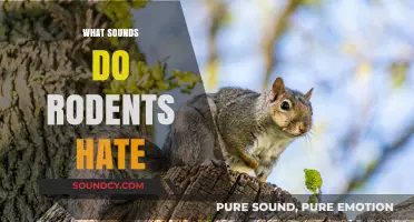 Unwanted Guests? Discover the Sounds That Drive Rodents Away Fast