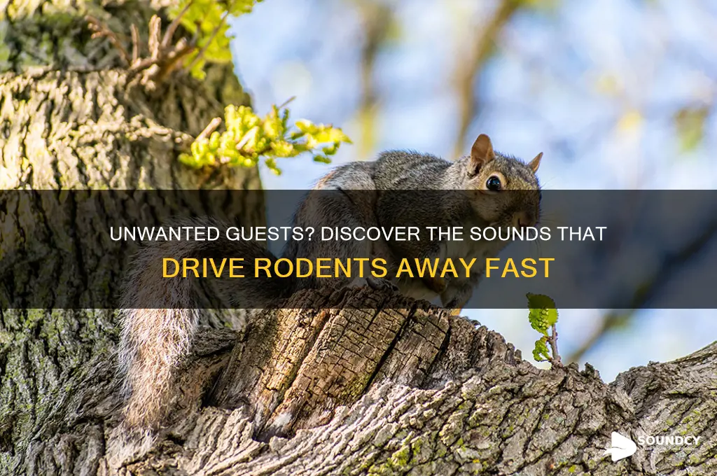 what sounds do rodents hate