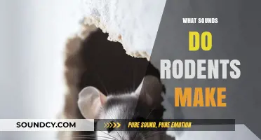 Uncovering the Noises: What Sounds Do Rodents Make?