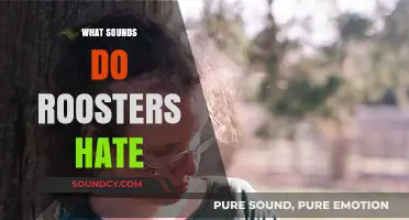 Unwanted Noises: Sounds That Irritate and Annoy Roosters