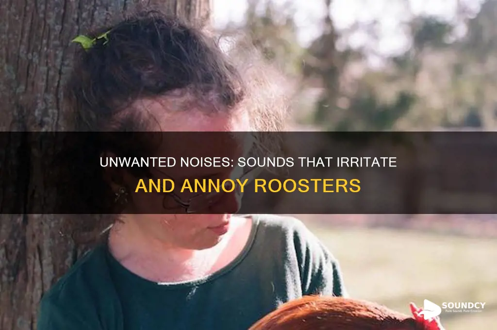 what sounds do roosters hate