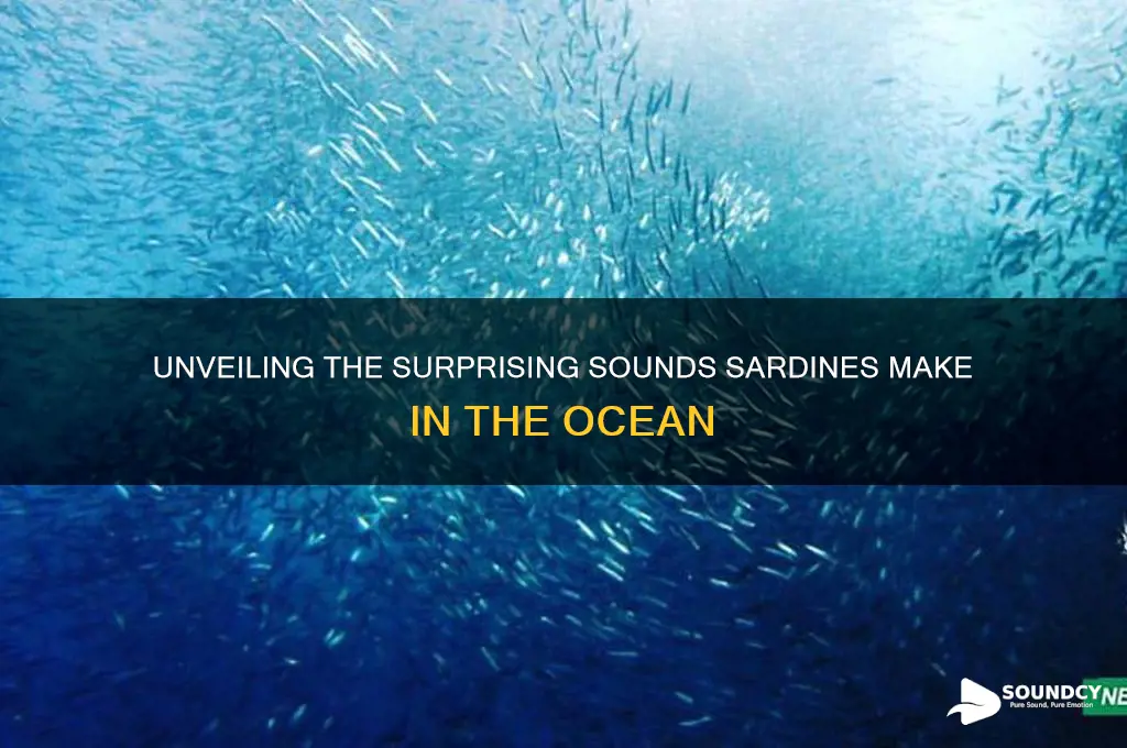 what sounds do sardines have